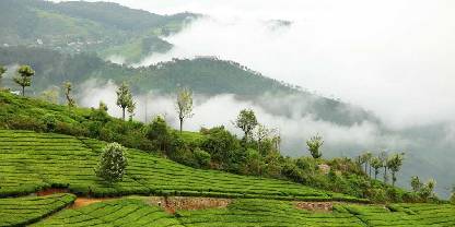 Image Gallery